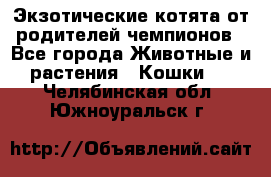  Экзотические котята от родителей чемпионов - Все города Животные и растения » Кошки   . Челябинская обл.,Южноуральск г.